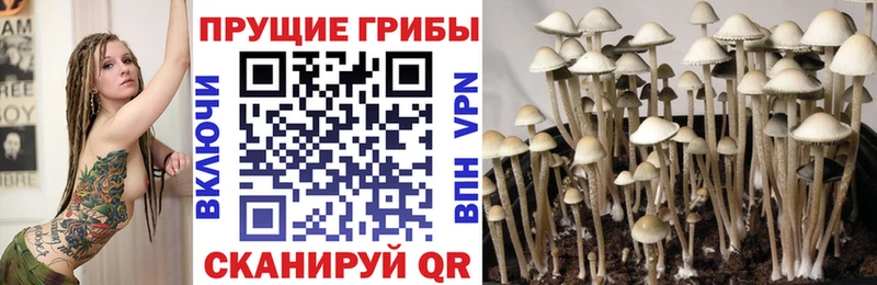 купить наркоту Тара Галлюциногенные грибы Psilocybine cubensis
